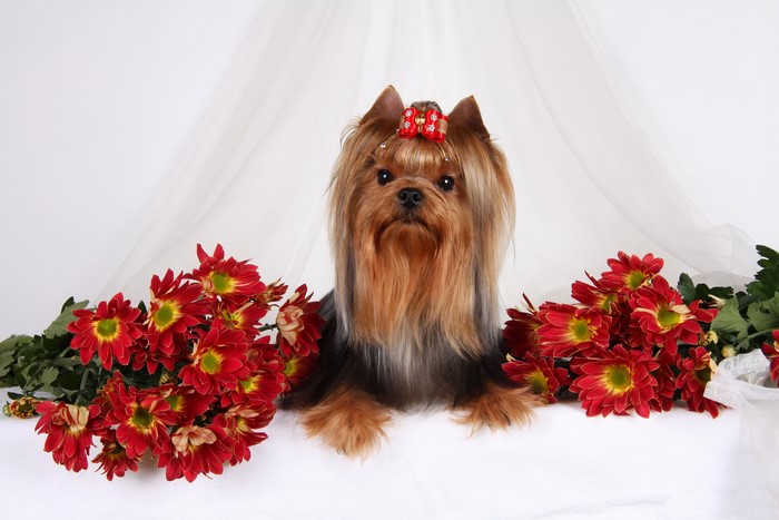 Yorkshire Terrier with Red Chrysanthemums