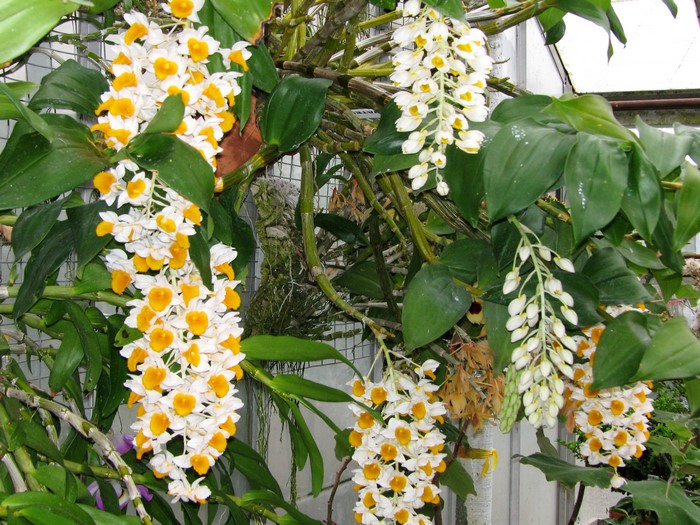Dendrobium orchids with white and yellow flowers