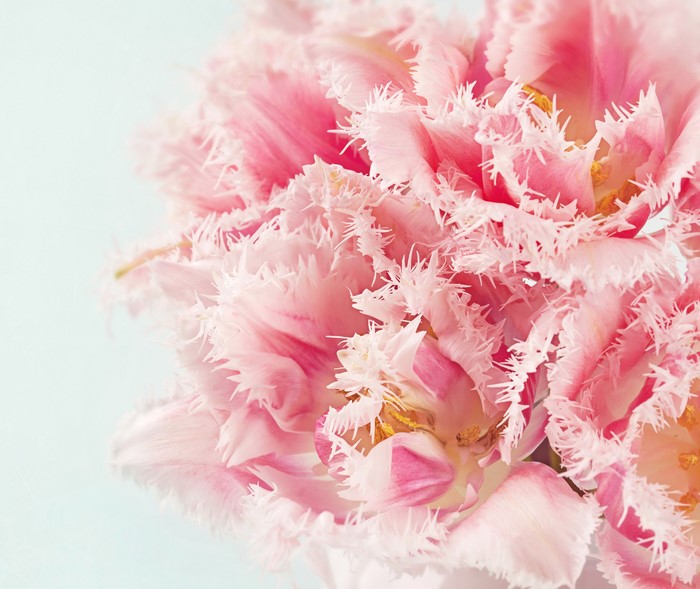 Close-up of Pink Fringed Tulips