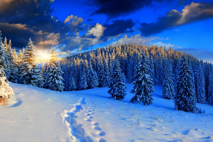 Winter forest with sunbeams and footprints