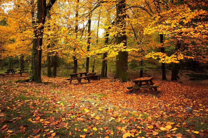 Autumn park with picnic tables and fallen leaves
