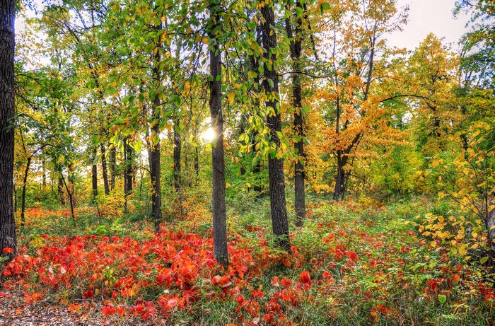 Autumn forest with red and yellow leaves
