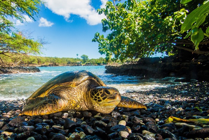 Sea turtle on a rocky beach with ocean background