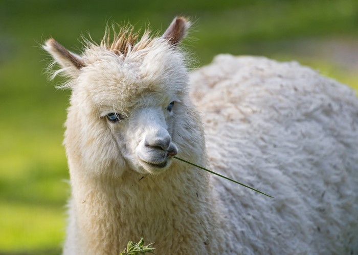 Alpaca eating grass