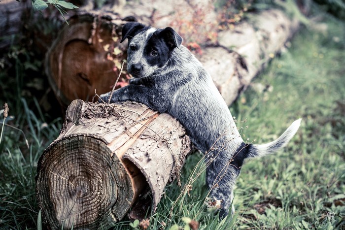 Puppy on a tree trunk