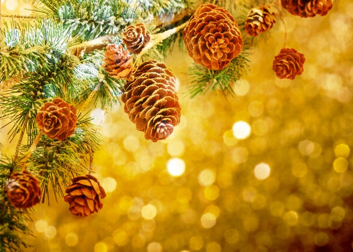 Christmas pine cones on a frosted branch
