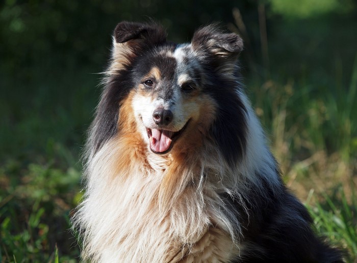 A happy Collie dog sitting outdoors
