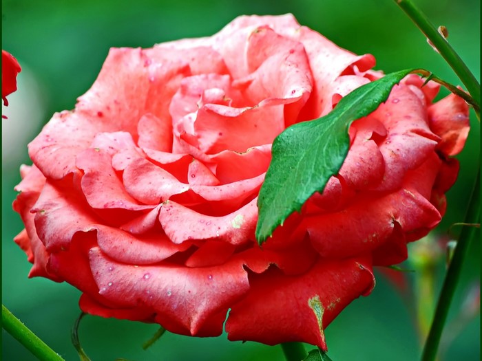Close-up of a pink rose with water droplets