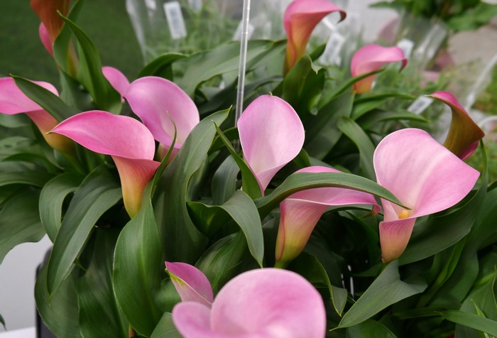 Pink Calla Lilies with Green Leaves