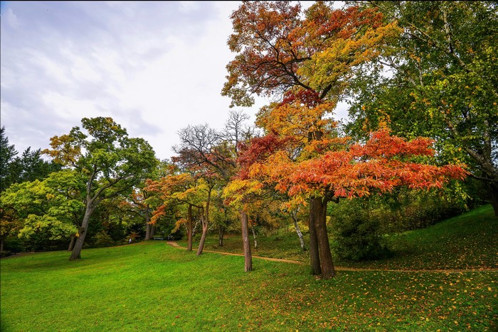 Autumn park with colorful trees and a grassy hill
