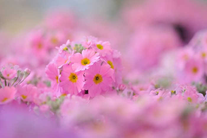 Pink Phlox flowers in soft focus