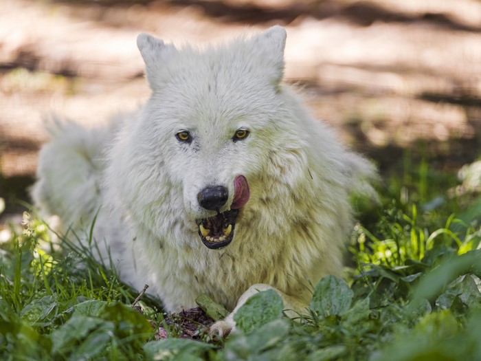 White Wolf Licking Its Lips