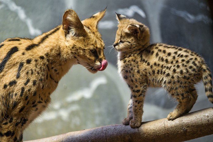 Serval mother and cub on a branch