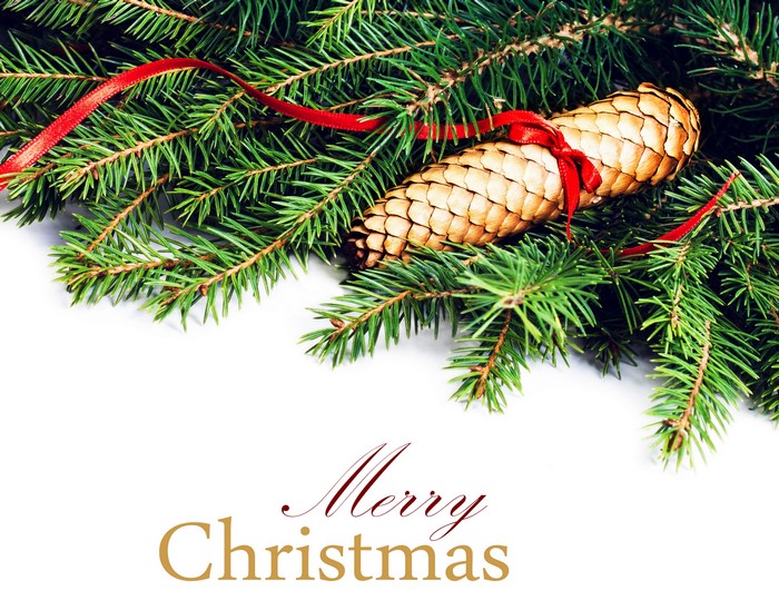 Christmas pine cones and fir branches with red ribbon