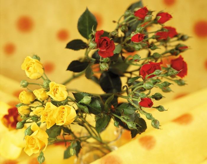 Bouquet of red and yellow roses with buds