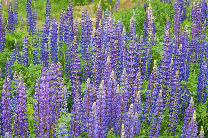 Field of purple lupine flowers