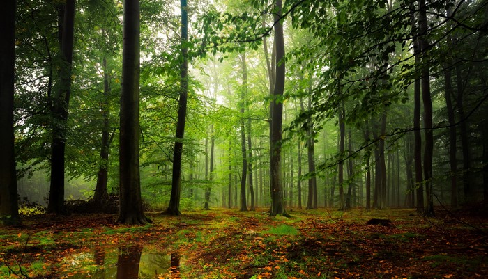 4K Forests Trees Foliage