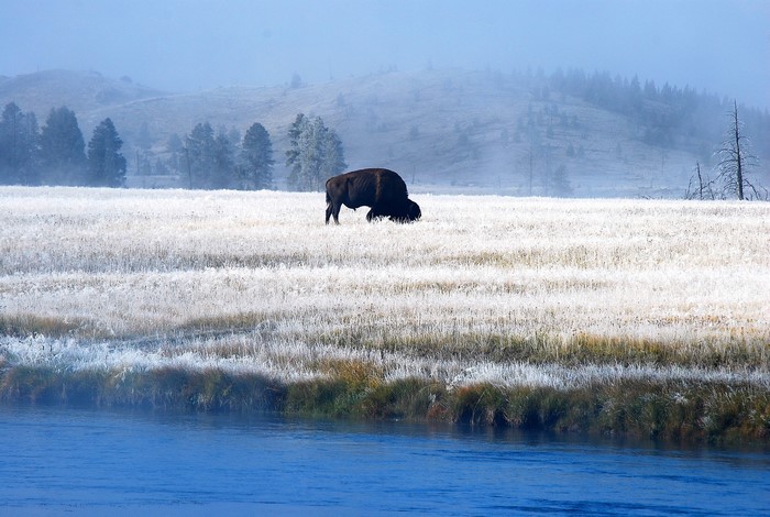 Bison grazing in a frosty field by a river