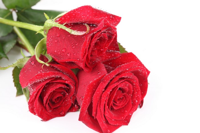 Three red roses with water droplets