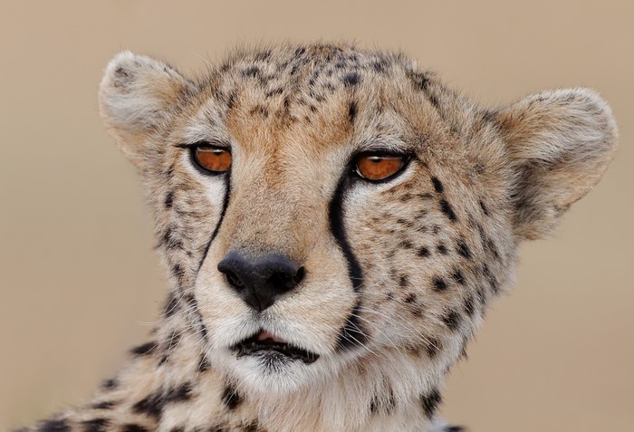 Close-up of a Cheetah's Face