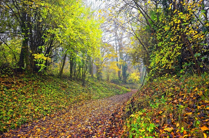 Autumn forest trail with colorful foliage