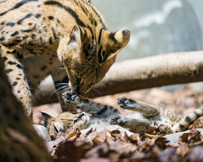 Serval mother and cub playing