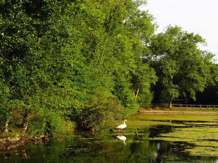 Swan on a pond surrounded by trees