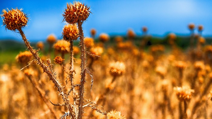 Dried thistles in a field under a blue sky