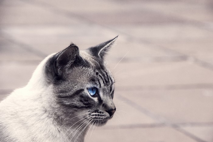 Close-up of a cat with blue eyes