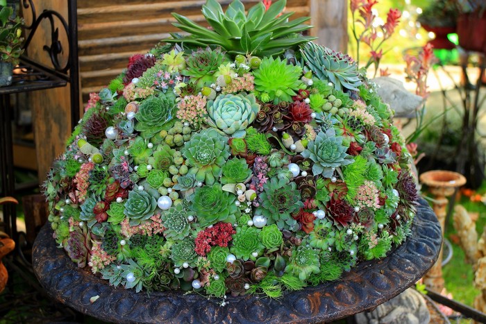 A large succulent arrangement in a dark pot
