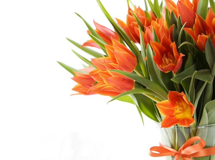 Many Orange Tulips in a Vase