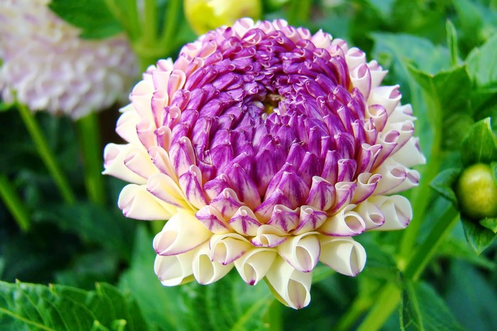 Close-up of a bicolor Dahlia flower
