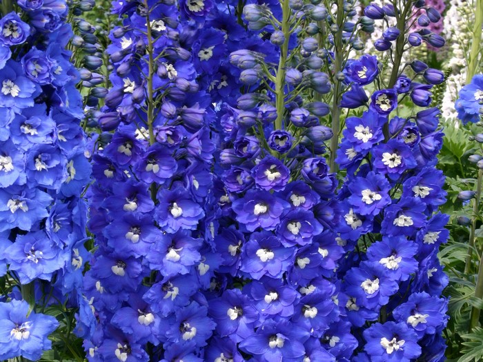 Close-up of blue Delphinium flowers with white centers