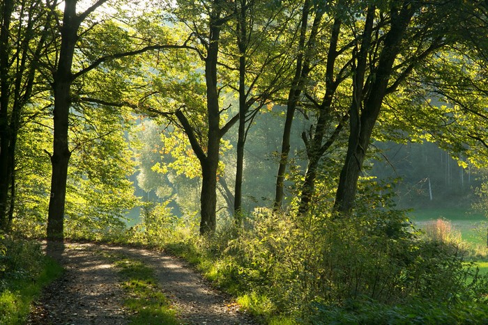 Forest trail in Bavaria, Germany