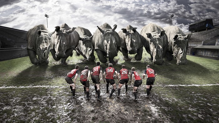 Rhinos charging at rugby players on a muddy field
