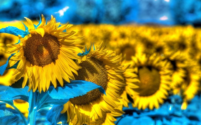 Sunflowers in a field with blue leaves