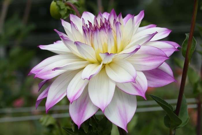 White and purple dahlia flower closeup