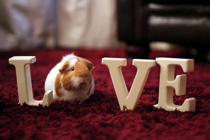 Guinea pig with LOVE letters on a red carpet