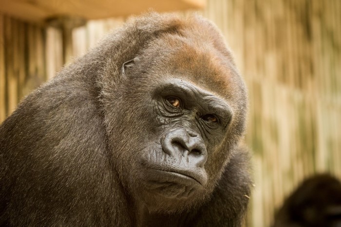 Close-up of a gorilla's face