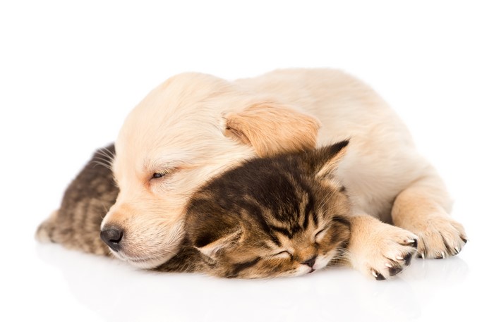 Golden Retriever Puppy Sleeping with Kitten