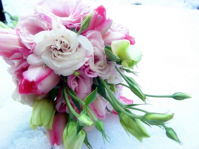 Pink and white Eustoma flowers with green buds on snow