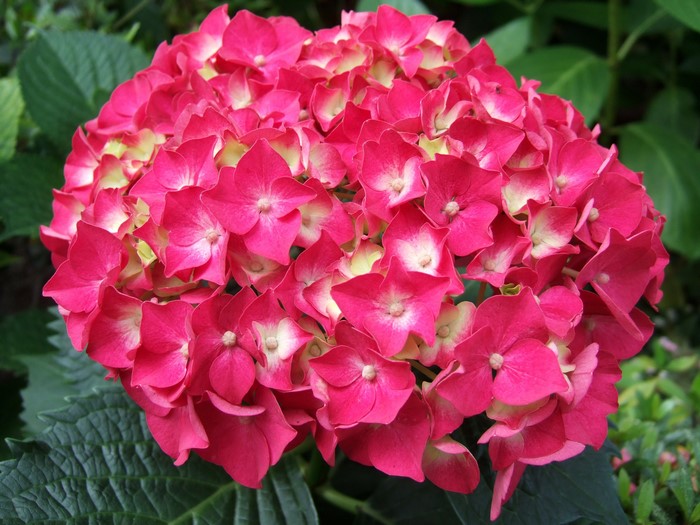 Close-up of a pink Hydrangea flower