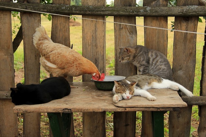 Chicken and cats on a wooden bench