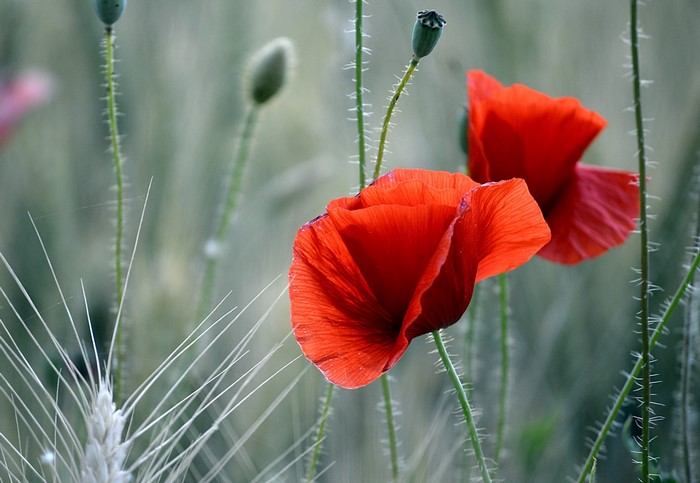 Red Poppies in a Field