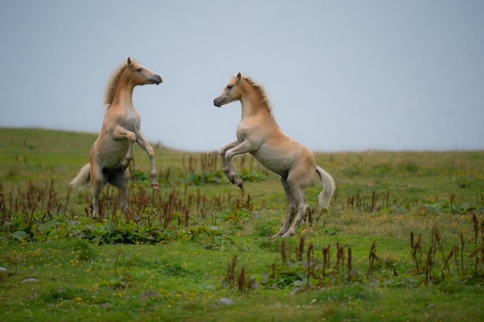 Two horses rearing up in a grassy field