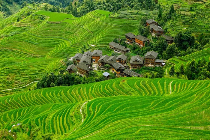 Longji Rice Terraces in China