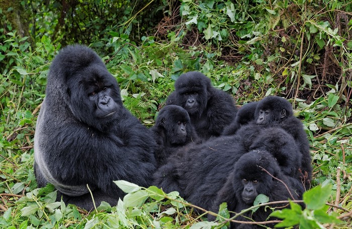 Mountain Gorillas in a Forest