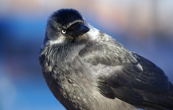 4K Closeup of a Jackdaw bird