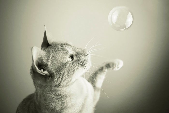 Cat playing with a bubble