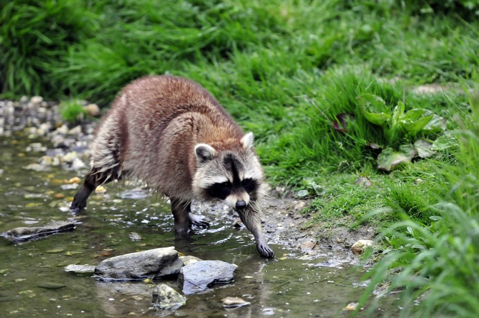Raccoon in shallow water with grass background